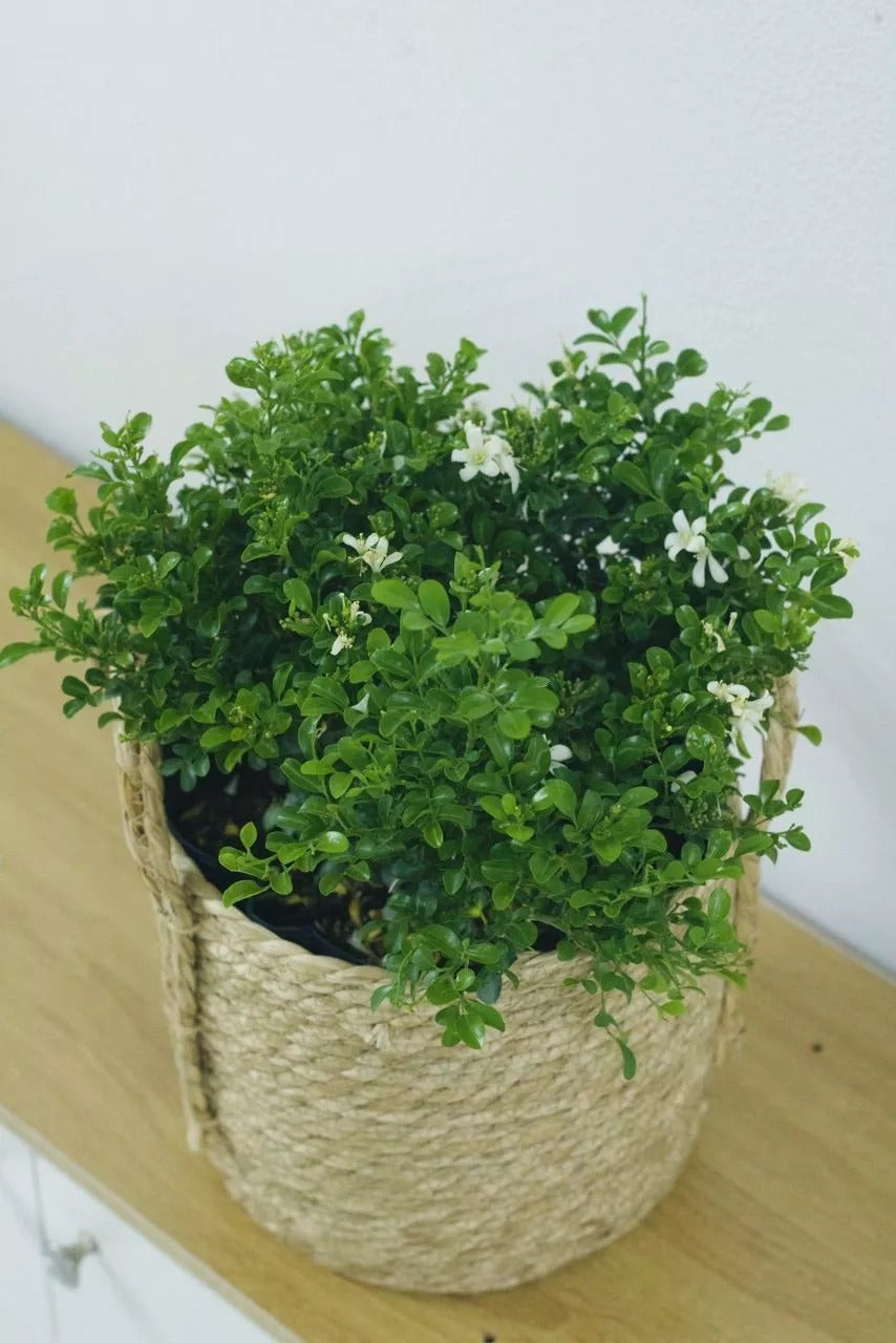 Handcrafted Water Hyacinth Woven Planter Basket with Handles & Waterproof Liner
